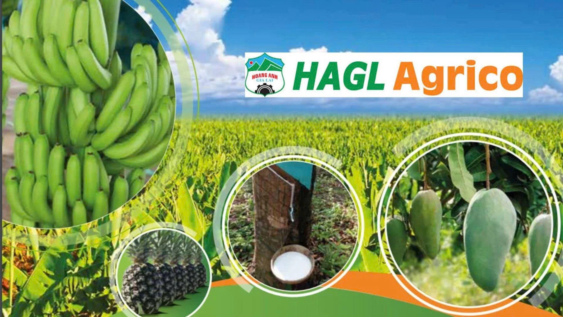 tctdvn-hagl-agrico-lo-them-152-ty-sau-soat-xet-ey-nhan-manh-kha-nang-hoat-dong-lien-tuc-1789529555.jpg