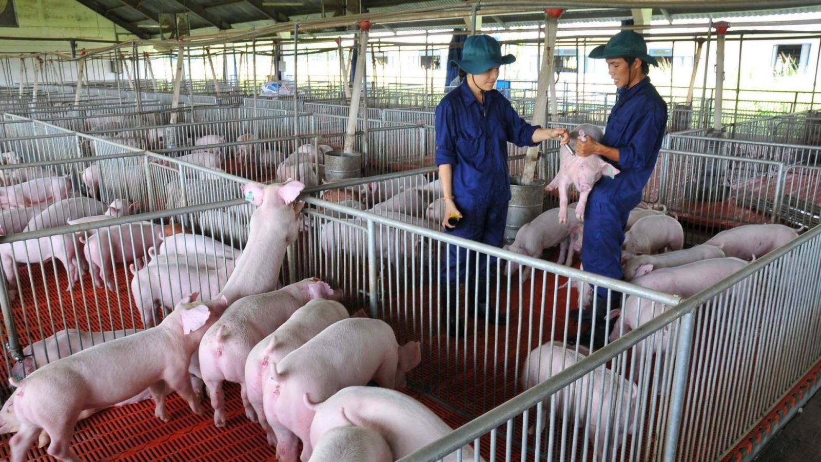 tctdvn-loat-ng-lon-chan-nuoi-bom-nghin-ty-dabaco-baf-hoa-phat-thaco-agri-chay-dua-mo-rong-1759218094.jpg