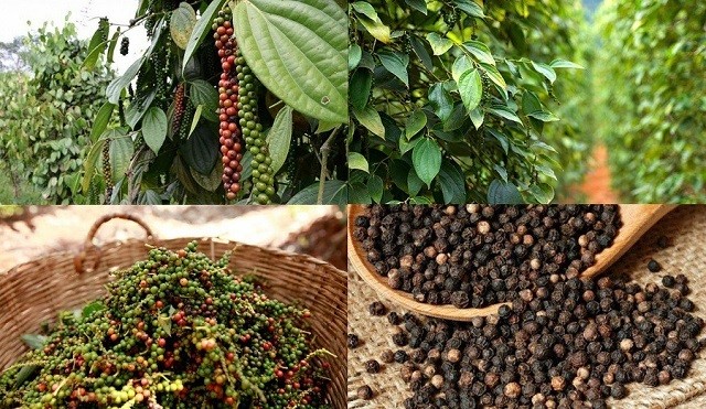 tctdvn-canh-bao-khan-hang-loat-lo-ho-tieu-viet-nam-bi-dai-loan-tieu-huy-vi-nhiem-chat-cam-sudan-iv-1761106215.jpg