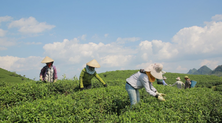 tctdvn-matcha-gay-sot-toan-cau-nhat-ban-xuat-khau-ky-luc-nhung-trung-quoc-lai-chiem-uu-the-nguon-cung-1792037724.png