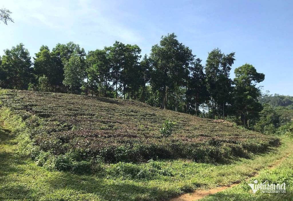 tctdvn-chuyen-210m-dat-thanh-dat-o-dan-soc-vi-phai-nop-hon-900-trieu-dong-tien-su-dung-dat-1751450147.jpg