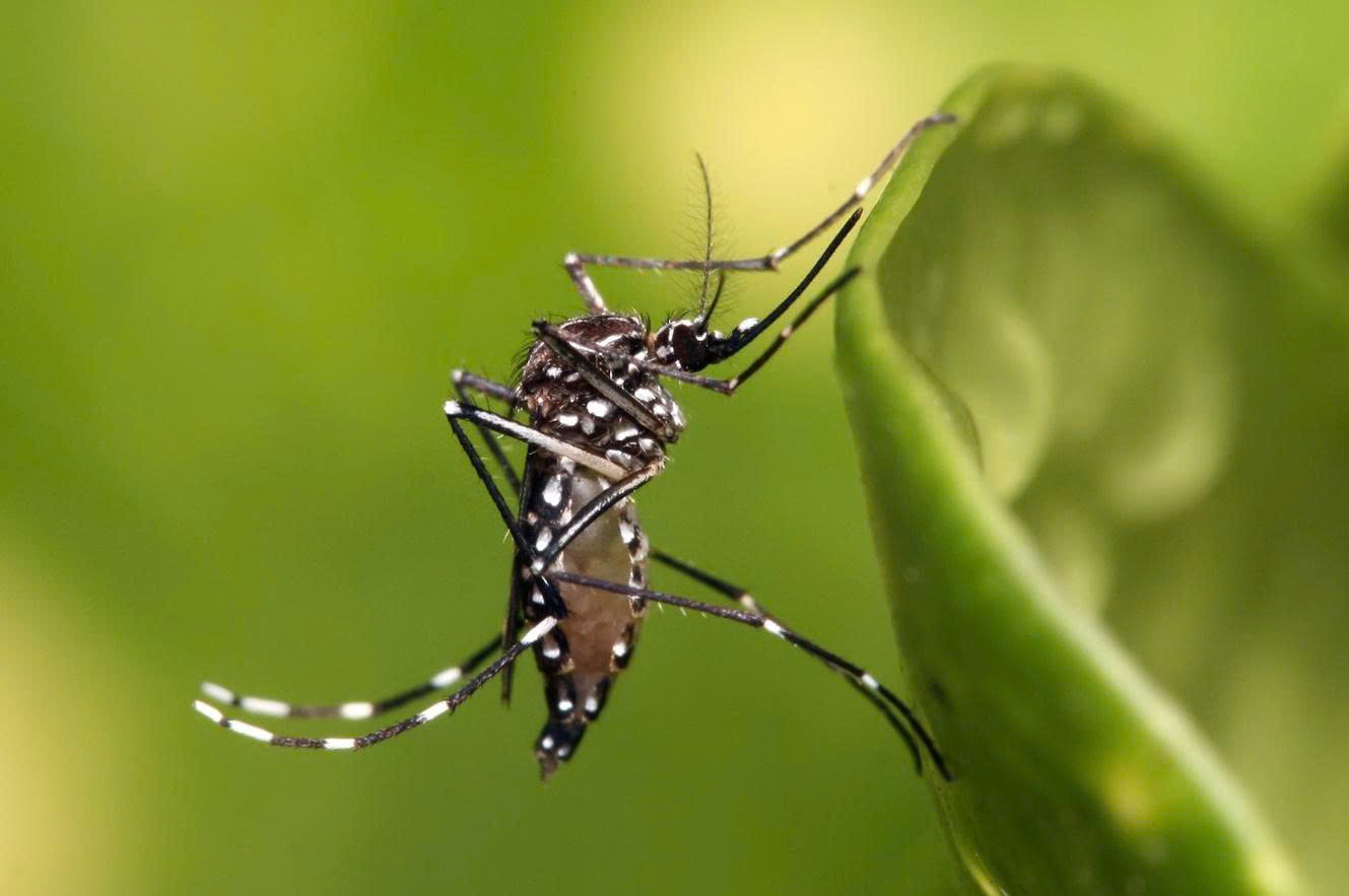 tctd-chikungunya-la-gi-trieu-chung-nguyen-nhan-va-phong-tranh-1755186323.jpg