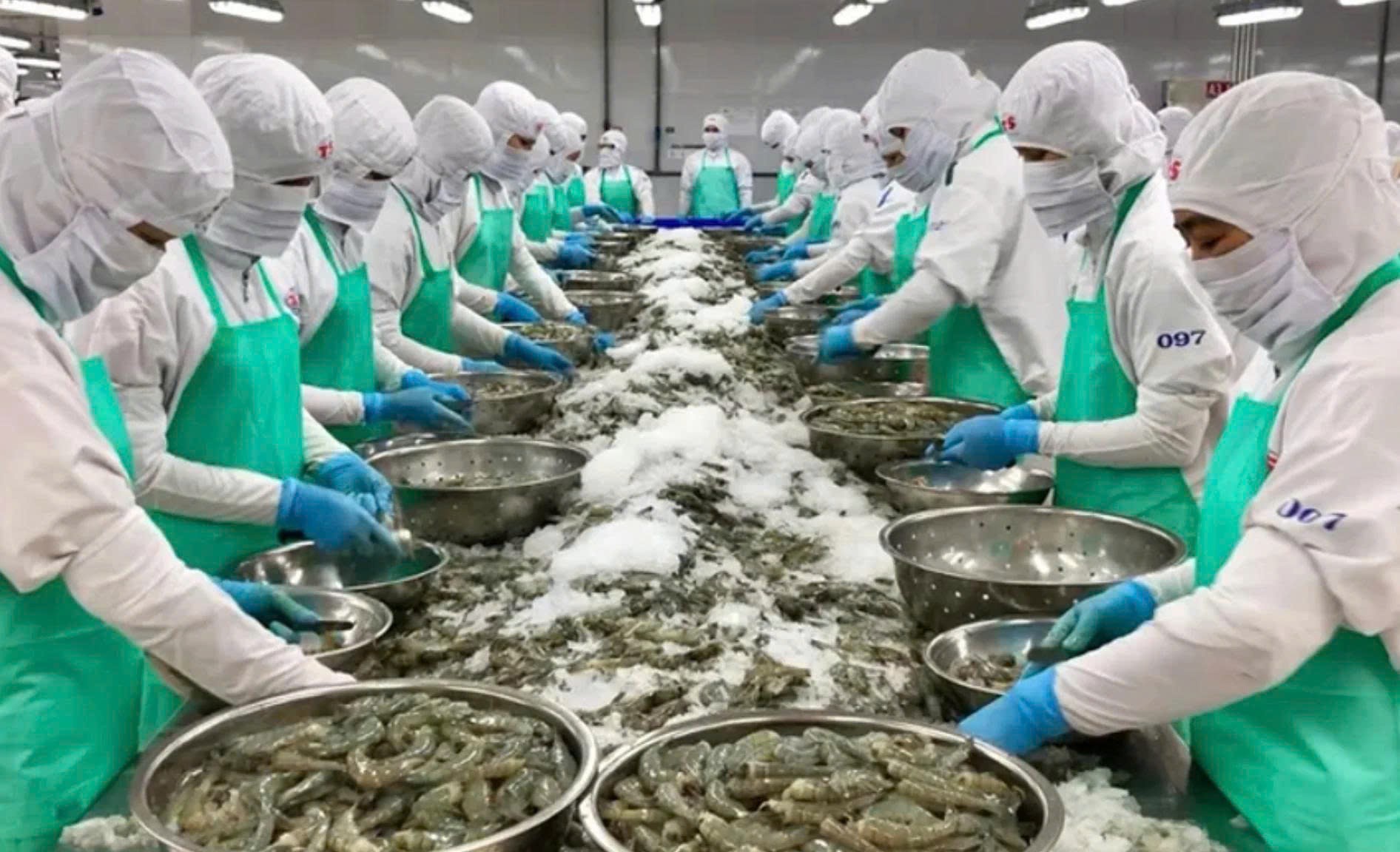 Từ doanh thu nghìn tỷ đến chỉ còn... 176 triệu đồng/quý: Cú trượt dài của Minh Hải Jostoco