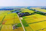 Tự ý chuyển đất lúa sang trồng cây, nuôi cá: Khi Nhà nước thu hồi đất có được bồi thường?