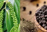 Hạt tiêu Việt “đắt hàng” tại Mỹ: 4 tháng thu hơn 614 triệu USD, khách Mỹ mạnh tay trả giá cao hơn mặt bằng chung