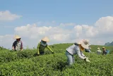 Matcha gây sốt toàn cầu, Nhật Bản xuất khẩu kỷ lục nhưng Trung Quốc lại chiếm ưu thế nguồn cung