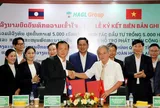 Sau chuối và heo, bầu Đức tiếp tục cược lớn vào nông nghiệp: Hoàng Anh Gia Lai trồng 5.000ha cà phê tại Lào
