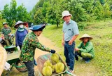 Bầu Đức “hái quả ngọt”: 9 tháng thu 7.500 tấn sầu riêng, gần gấp đôi cả năm 2025