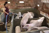 “Thiên nga đen” từ Trung Đông: Giá heo Việt Nam vì sao chưa tăng nhưng doanh nghiệp vẫn đứng ngồi không yên?
