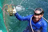 Tôm hùm Việt Nam tăng tốc, hướng tới mặt hàng xuất khẩu tỷ USD