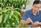 Trà lá xoài có thực sự tốt cho người tiểu đường như lời đồn?