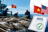Ghẹ Việt “qua cửa” Mỹ ngoạn mục: Giữ thị trường lớn nhất, đối thủ Philippines bị loại khỏi cuộc chơi