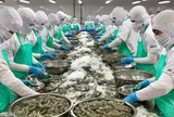 Từ doanh thu nghìn tỷ đến chỉ còn... 176 triệu đồng/quý: Cú trượt dài của Minh Hải Jostoco