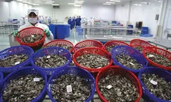 Trung Quốc bất ngờ chi mạnh nhập ốc hương, nghêu Việt Nam – tăng hơn 100%