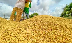 Việt Nam vừa có pha “lật kèo” ngoạn mục trên bản đồ gạo thế giới