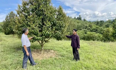 Bỏ phố mua 2ha đất trồng sầu riêng, thu tới 65 triệu/tháng: Sự thật phía sau con số hấp dẫn