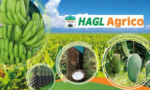 HAGL Agrico lỗ thêm 152 tỷ sau soát xét, EY nhấn mạnh khả năng hoạt động liên tục