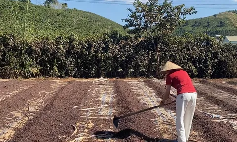 Xuất gần 1,5 triệu tấn cà phê, Việt Nam thu về khoảng 6,6 tỷ USD