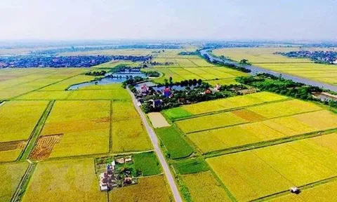 Tự ý chuyển đất lúa sang trồng cây, nuôi cá: Khi Nhà nước thu hồi đất có được bồi thường?