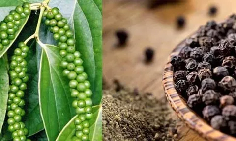 Hạt tiêu Việt “đắt hàng” tại Mỹ: 4 tháng thu hơn 614 triệu USD, khách Mỹ mạnh tay trả giá cao hơn mặt bằng chung