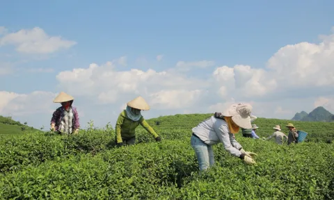 Matcha gây sốt toàn cầu, Nhật Bản xuất khẩu kỷ lục nhưng Trung Quốc lại chiếm ưu thế nguồn cung