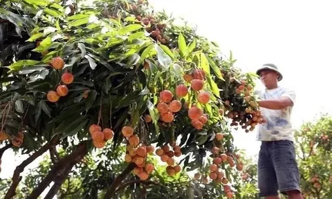 Vải đầu mùa lên tới 70.000 đồng/kg, nông dân vừa mừng vừa lo vì sản lượng giảm mạnh