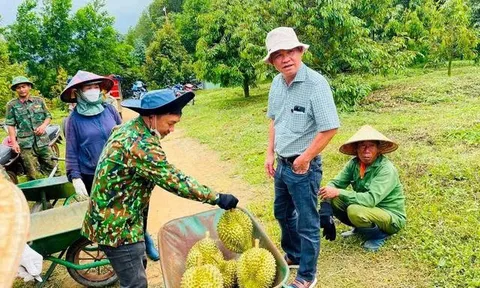 Bầu Đức “hái quả ngọt”: 9 tháng thu 7.500 tấn sầu riêng, gần gấp đôi cả năm 2025