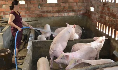 “Thiên nga đen” từ Trung Đông: Giá heo Việt Nam vì sao chưa tăng nhưng doanh nghiệp vẫn đứng ngồi không yên?