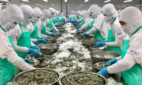 Từ doanh thu nghìn tỷ đến chỉ còn... 176 triệu đồng/quý: Cú trượt dài của Minh Hải Jostoco