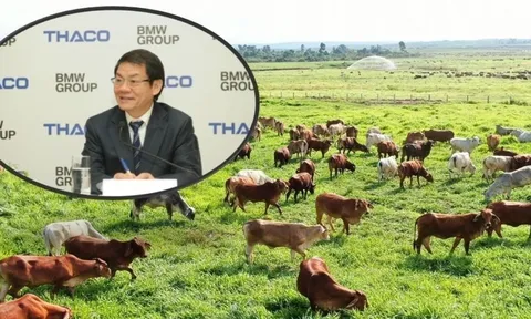 Doanh nghiệp chăn nuôi bò nghìn tỷ trong hệ sinh thái của ông Trần Bá Dương bị đưa vào diện theo dõi thuế