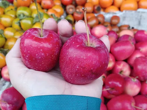 Cảnh giác: Táo cherry Trung Quốc đội lốt Hàn Quốc, Australia