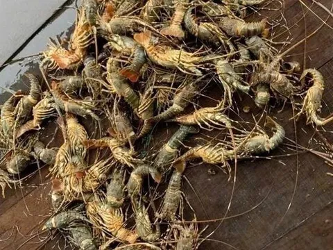 Lũ đổ về bất ngờ, tôm hùm chết trắng: Người nuôi bán tháo chỉ 200.000 đồng/kg