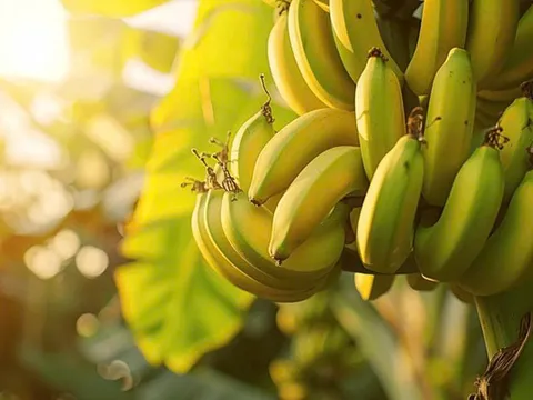 Không chỉ Bầu Đức hay Út Huy, thêm một đại gia Việt có hơn 1.000ha chuối lộ diện