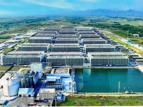 Bộ xin ý kiến Thủ tướng: Có nên làm 'chung cư cho heo' như Trung Quốc?