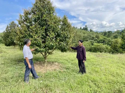 Bỏ phố mua 2ha đất trồng sầu riêng, thu tới 65 triệu/tháng: Sự thật phía sau con số hấp dẫn