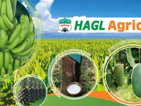 HAGL Agrico lỗ thêm 152 tỷ sau soát xét, EY nhấn mạnh khả năng hoạt động liên tục