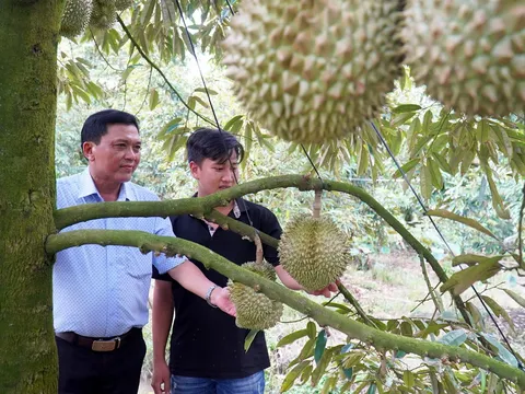 Sầu riêng nghịch vụ: Khóc ròng với giấc mơ trăm triệu vì thời tiết thất thường