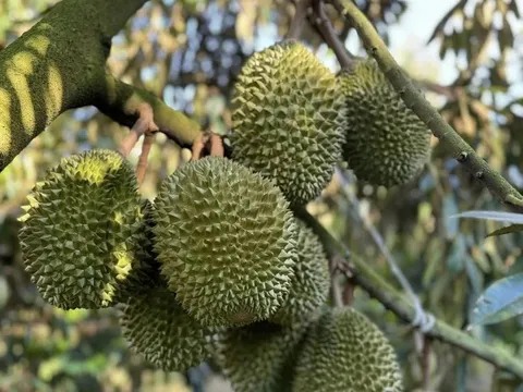 Tin vui cho nông sản Việt: Xuất khẩu sầu riêng, vải thiều, thủy sản sang Trung Quốc được “mở toang”