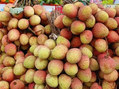 Vải thiều rớt giá thê thảm, nông dân lo “lỗ nặng dù trúng mùa”