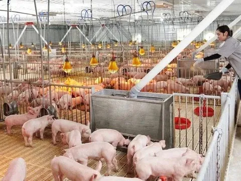Một "Đại gia" nuôi heo lãi nghìn tỷ, vượt kế hoạch cả năm chỉ sau 6 tháng