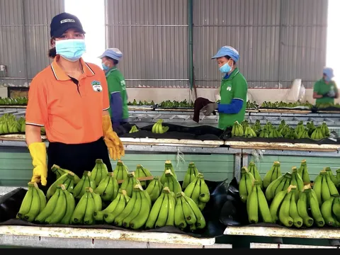 Xuất khẩu chuối, chanh dây: Mơ chạm đỉnh tỷ USD, vượt mặt sầu riêng?