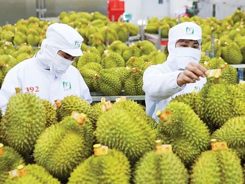 Sầu riêng siết chuẩn quốc gia: Cơ hội cho người chuyên nghiệp, hồi chuông cho kẻ làm ẩu