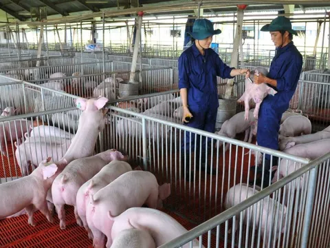Loạt “ông lớn” chăn nuôi bơm nghìn tỷ: Dabaco, BAF, Hòa Phát, Thaco Agri chạy đua mở rộng