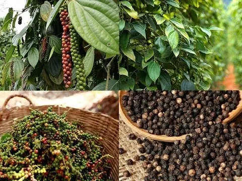 Cảnh báo khẩn: Hàng loạt lô hồ tiêu Việt Nam bị Đài Loan tiêu hủy vì nhiễm chất cấm Sudan IV