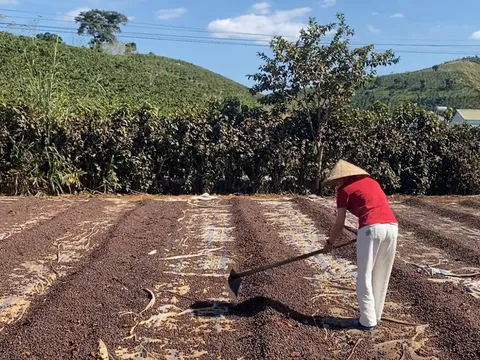 Xuất gần 1,5 triệu tấn cà phê, Việt Nam thu về khoảng 6,6 tỷ USD