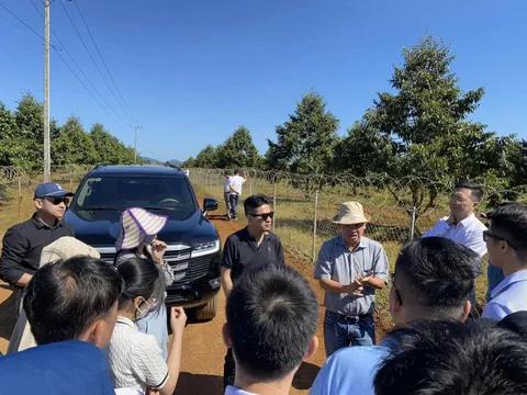 Bầu Đức: “Dâu tằm có thể vượt chuối, trở thành mảng thu chính của HAGL”