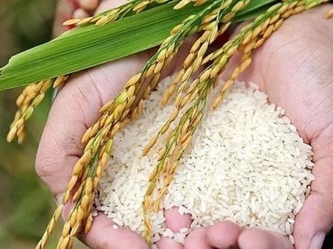 TCO Holdings lãi gấp 3 lần sau tái cấu trúc: Cuộc chơi lớn trong ngành gạo bắt đầu?