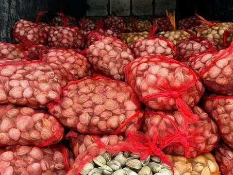 Quảng Ninh bắt gần 17 tấn ngao, hàu không rõ nguồn gốc – trị giá hơn 670 triệu đồng!