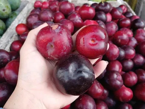 Mận cherry Trung Quốc “đại hạ giá” tràn đầy chợ: 30k/kg, rẻ gấp 10 lần hàng Chile