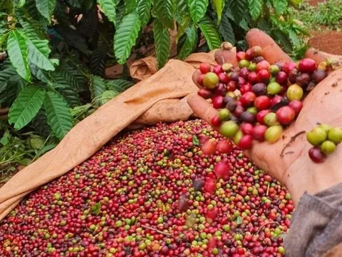 Giá cà phê bật tăng mạnh, vượt mốc 104.000 đồng/kg